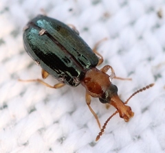 Salpingus ruficollis