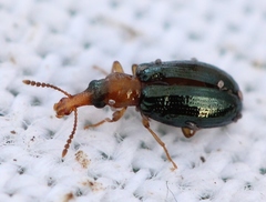 Salpingus ruficollis