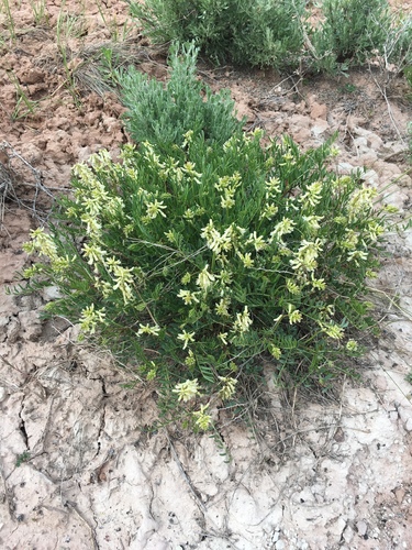 Astragalus racemosus var. treleasei