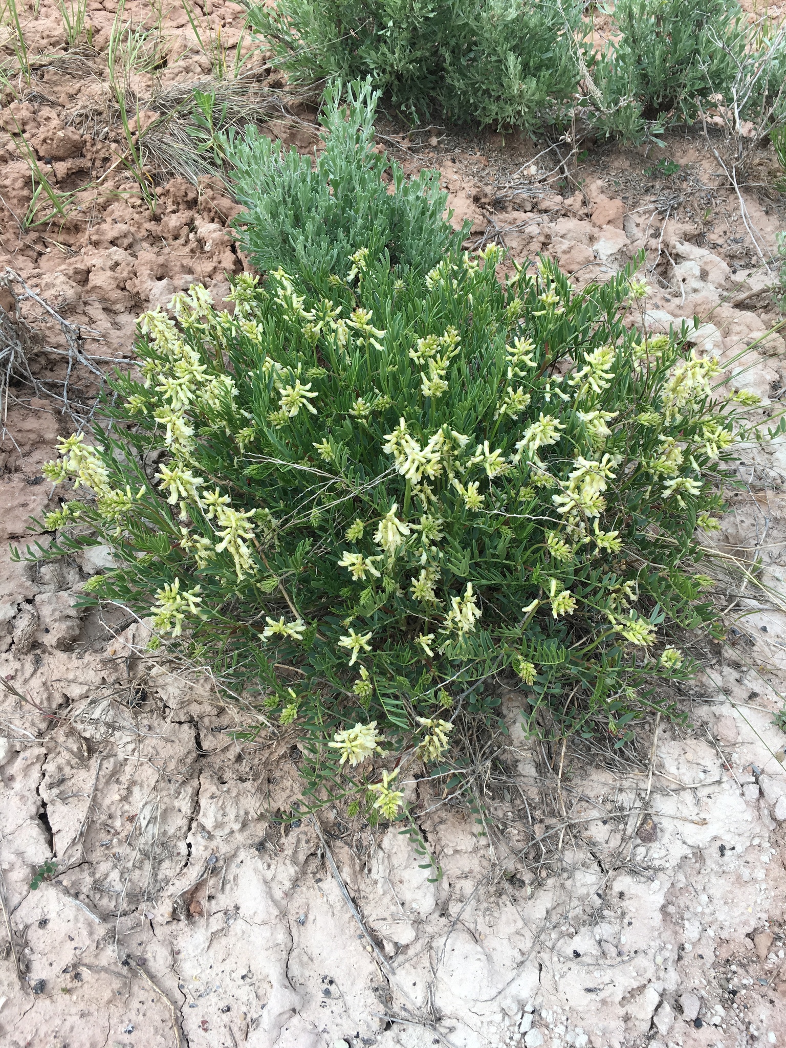 Astragalus racemosus var. treleasei