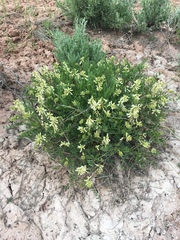 Astragalus racemosus treleasei