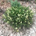 Astragalus racemosus treleasei - Photo (c) ashegan, osa oikeuksista pidätetään (CC BY-NC), uploaded by ashegan