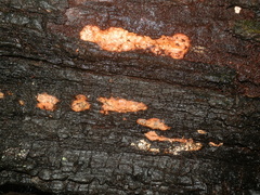 Gloeoporellus merulinus