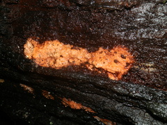 Gloeoporellus merulinus