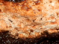 Gloeoporellus merulinus