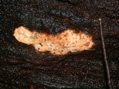 Gloeoporellus merulinus