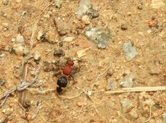 Odontomutilla uranioides