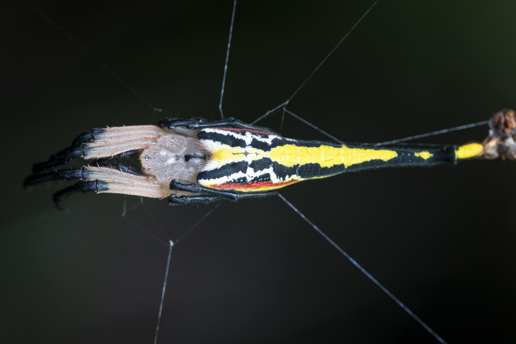 Arachnura simoni
