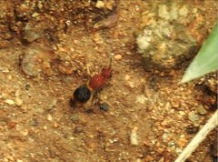 Odontomutilla uranioides