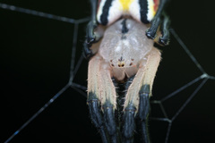 Arachnura simoni