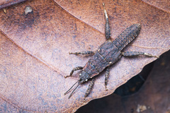 Microcanachus matileorum