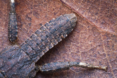 Microcanachus matileorum