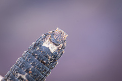 Microcanachus matileorum