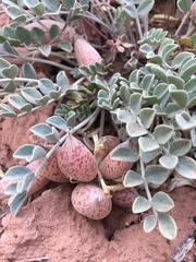 Astragalus chamaeleuce