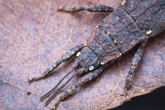 Microcanachus matileorum