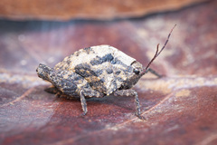 Hyperyboella