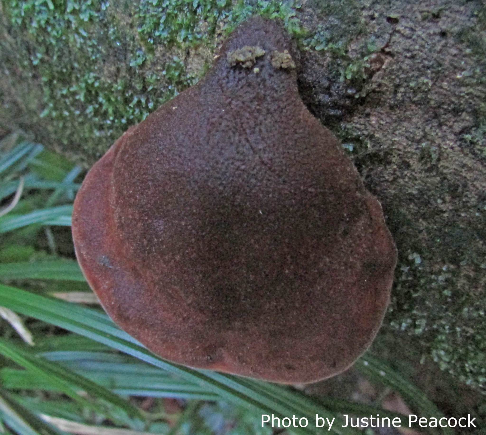 Auricularia cornea image