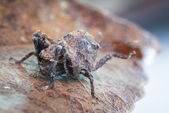 Hyperyboella