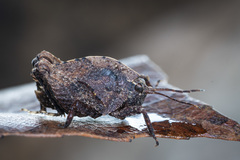 Hyperyboella