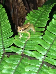 Pristimantis miyatai