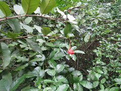 Cynophalla flexuosa