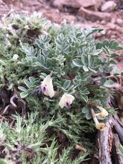 Astragalus chamaeleuce