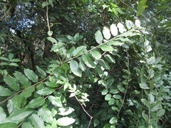 Cynophalla flexuosa