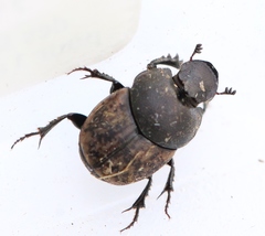Onthophagus similis