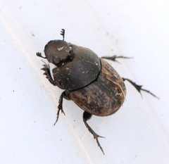 Onthophagus similis