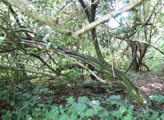 Cynophalla flexuosa