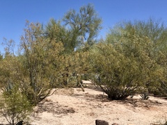 Larrea tridentata