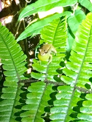 Pristimantis miyatai