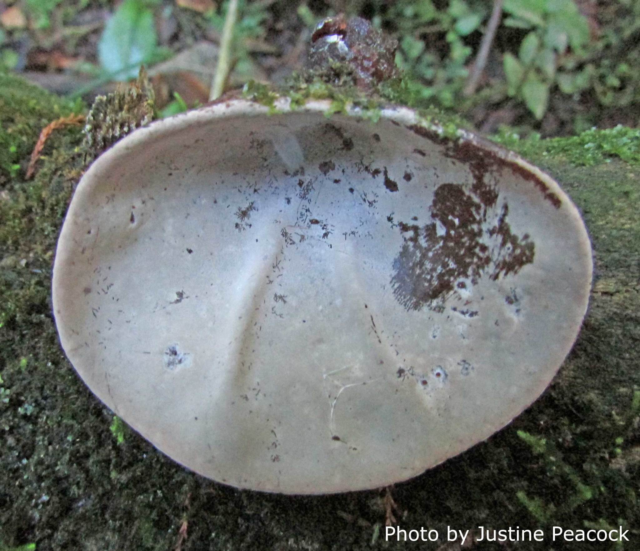 Auricularia cornea image