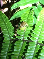 Pristimantis miyatai