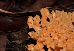 Ramaria botrytoides