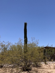 Carnegiea gigantea