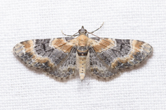 Eupithecia linariata