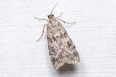 Scoparia ambigualis