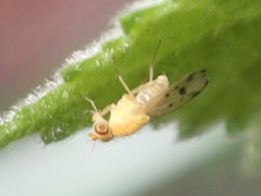 Homoneura occidentalis