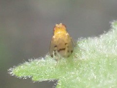 Homoneura occidentalis