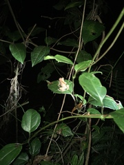 Pristimantis miyatai