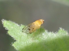 Homoneura occidentalis