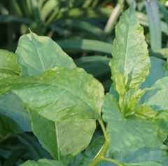 Pokeweed mosaic virus