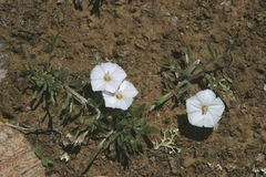 Convolvulus ammannii