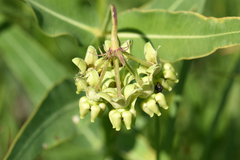 Asclepias meadii