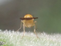 Homoneura occidentalis