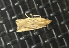 Helcystogramma hystricella