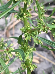 Rumex palustris