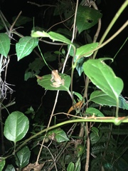 Pristimantis miyatai