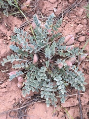 Astragalus chamaeleuce